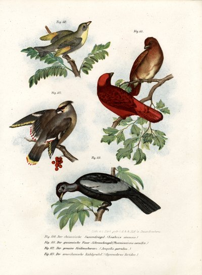 Leiothrix Bird by German School